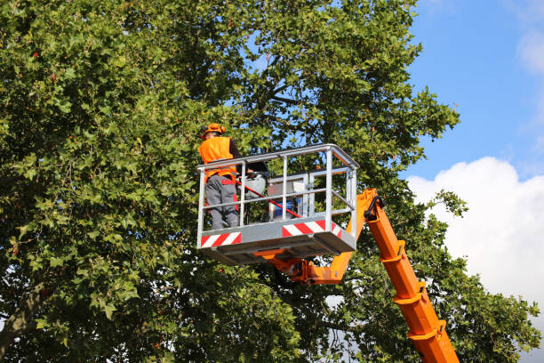 Best Tree and Shrub Care  in Magnolia, NC