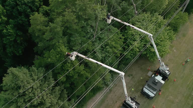 Best Tree Cabling and Bracing  in Magnolia, NC