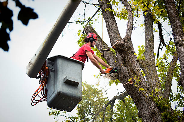 Best Tree Mulching  in Magnolia, NC